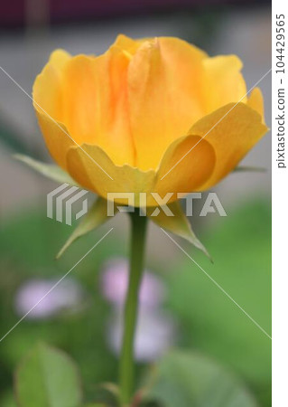 Yellow rose flower up 104429565