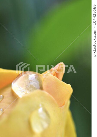 Close-up of a yellow rose flower on a rainy day 104429569