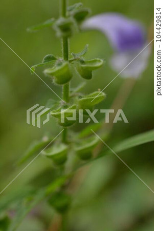 Murasaki Keman Murasaki Keman 104429814