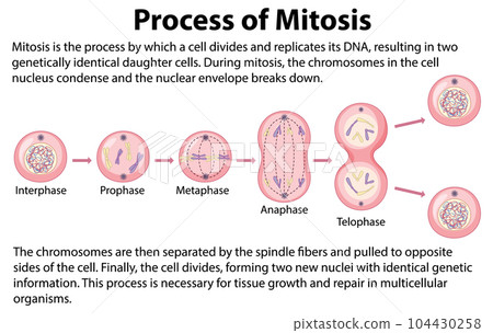 Process of mitosis phases with explanations Process of mitosis phases with explanations 104430258