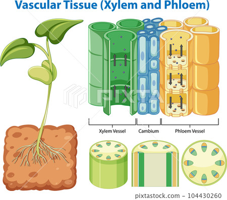 Plant Cohesion Vascular Tissue (Xylem and Phloem) Plant Cohesion Vascular Tissue (Xylem and Phloem) 104430260