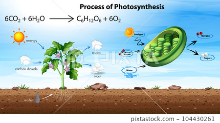 Process of photosynthesis diagram 104430261