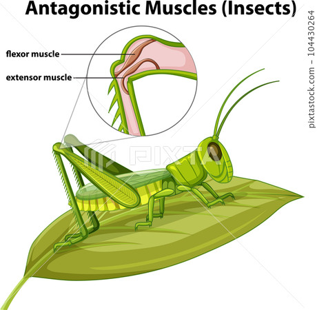 Antagonistic Muscles (Insects) concept vector 104430264