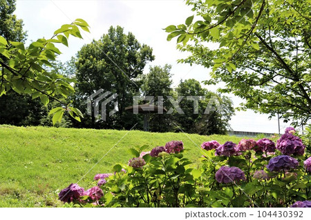 Refreshing fresh greenery, elegant hydrangeas, and a pleasant scenery during the rainy season Refreshing fresh greenery, elegant hydrangeas, and a pleasant scenery during the rainy season 104430392