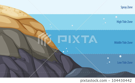 Rocky shore zonation education diagram 104430442