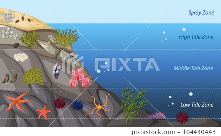 Rocky shore zonation education diagram 104430443