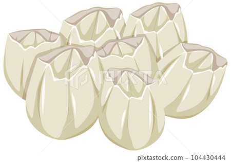 Barnacles isolated rocky shore animal 104430444