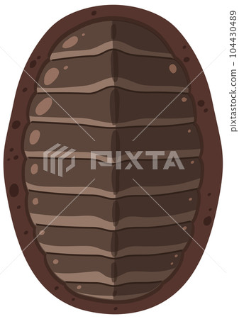 Isolated chiton sea shore animal 104430489