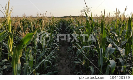 Corn young field. Seedlings planted in a row. Corn young field. Seedlings planted in a row. 104430589