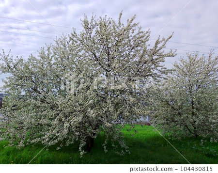 Blooming cherries on a green meadow, against the backdrop of the Dnieper River. Ukraine (April 2023) Blooming cherries on a green meadow, against the backdrop of the Dnieper River. Ukraine (April 2023) 104430815