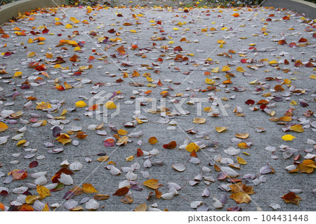 Autumn leaves Autumn leaves 104431448