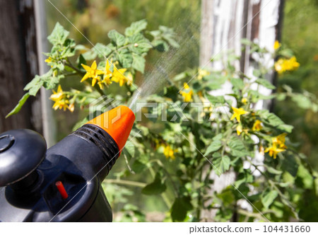 Spraying flowering tomatoes for plant set and harvest. Growing tomatoes in the garden. Agriculture. Copy space for text Spraying flowering tomatoes for plant set and harvest. Growing tomatoes in the garden. Agriculture. Copy space for text 104431660