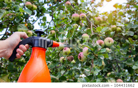 Spraying an apple tree with fruits from codling moth and aphids. Treatment of apple trees with copper sulphate and ammonia. Copy space for text 104431662