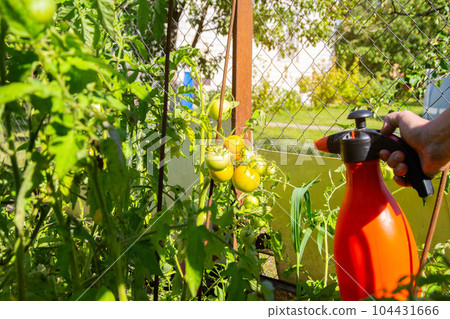 Spraying green tomatoes on the beds on the street from phytophthora. Copy space for text 104431666