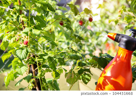spraying raspberries with copper sulfate, urea and ammonia from pests and diseases. Copy space for text spraying raspberries with copper sulfate, urea and ammonia from pests and diseases. Copy space for text 104431668