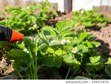 Spraying strawberries with boric acid and iodine during flowering for the ovary and getting rid of diseases and pests. Spraying strawberries with boric acid and iodine during flowering for the ovary and getting rid of diseases and pests. 104431670