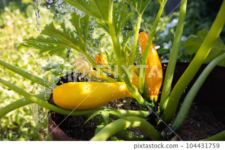 Watering and growing yellow zucchini in the ground. Water pours on zucchini, vegetable. Sunny day. Close-up Watering and growing yellow zucchini in the ground. Water pours on zucchini, vegetable. Sunny day. Close-up 104431759