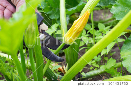 Cutting empty flowers in a zucchini plant in the country. Waste flower in plants. 104431760