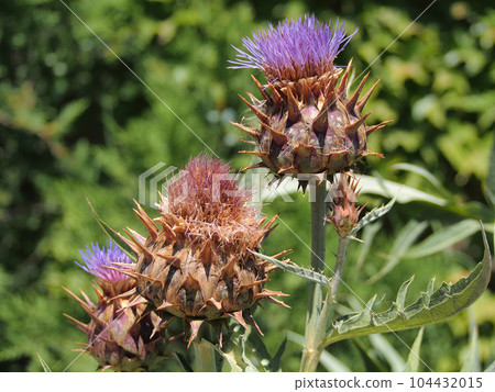 Beautiful, purple Thistle flower, close-up, macro photo. Beautiful, purple Thistle flower, close-up, macro photo. 104432015