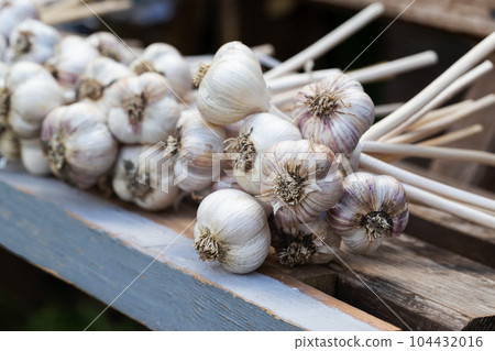 Bunches of garlic harvest on a bench. Lots of garlic. Good harvest, farming. Copy space for text Bunches of garlic harvest on a bench. Lots of garlic. Good harvest, farming. Copy space for text 104432016