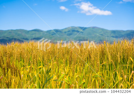 Golden wheat and mountains Golden wheat and mountains 104432204