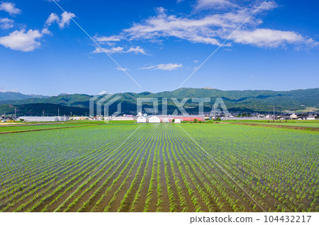 隨風飄揚的稻草和千曲山脈的群山 隨風飄揚的稻草和千曲山脈的群山 104432217