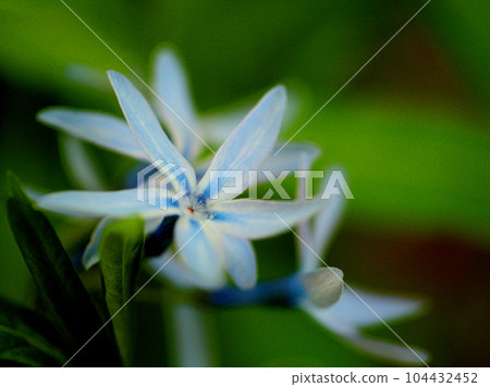 五月盛開的藍色長子莊花 五月盛開的藍色長子莊花 104432452