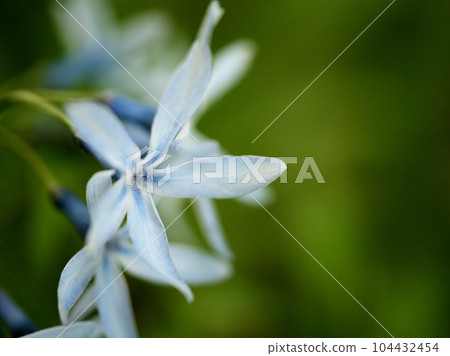 五月盛開的藍色長子莊花 104432454