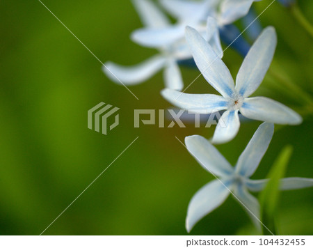 五月盛開的藍色長子莊花 104432455