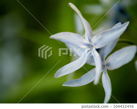 五月盛開的藍色長子莊花 104432456
