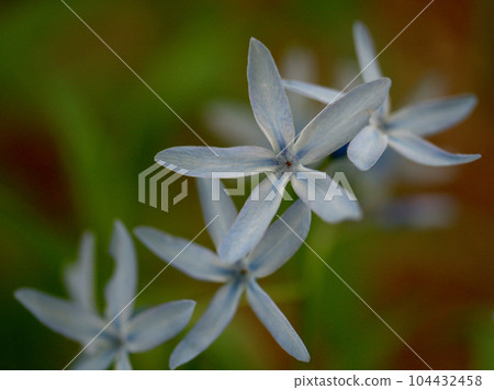 Blue Chojiso flowers blooming in May Blue Chojiso flowers blooming in May 104432458