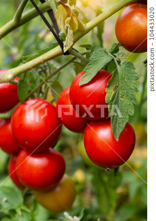 A large branch of red ripe tomatoes grown in the garden in summer. Growing vegetables, agriculture. 104433020