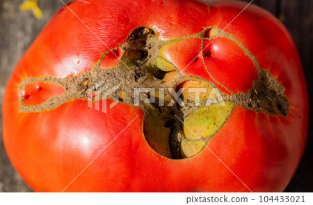 Big red tomato with crack. Tomato disease, lack of water and microclimate difference. Tomato storage. Close-up 104433021