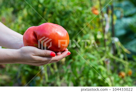 The girl holds in her hand a large red tomato against the background of greenery at their summer cottage. The concept of growing vegetables. Copy space for text The girl holds in her hand a large red tomato against the background of greenery at their summer cottage. The concept of growing vegetables. Copy space for text 104433022