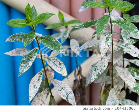 Infectious disease on the leaves of flowers. White bloom on flowers, powdery mildew. Close-up Infectious disease on the leaves of flowers. White bloom on flowers, powdery mildew. Close-up 104433063