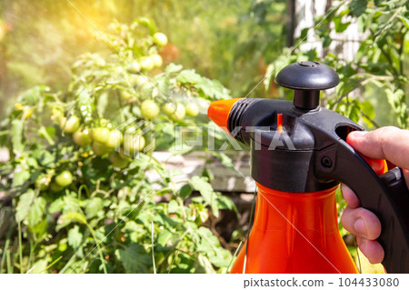 Spraying a tomato with a solution against diseases and phytophthora tomato. Solution of iodine and boric acid. Copy space for text 104433080