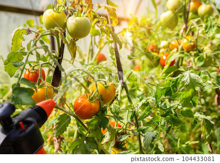 Spraying a tomato with a solution against diseases and phytophthora tomato. Solution of iodine and boric acid. Copy space for text Spraying a tomato with a solution against diseases and phytophthora tomato. Solution of iodine and boric acid. Copy space for text 104433081