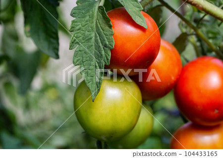 Ripening branch of red and green tomato. Juicy vegetables. Agriculture, growing vegetables on the ground. Close-up. Solar Ripening branch of red and green tomato. Juicy vegetables. Agriculture, growing vegetables on the ground. Close-up. Solar 104433165