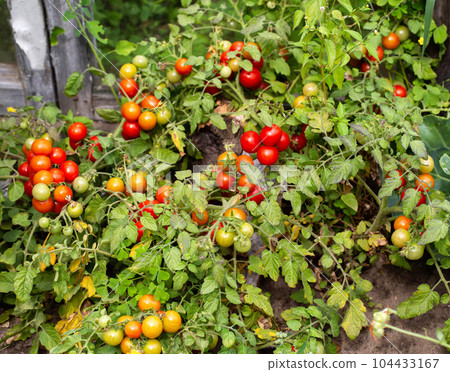 A large bush with a lot of cherry tomatoes grows in a summer cottage. Red and green tomatoes, ripeness. 104433167