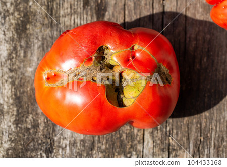 Big red tomato with crack. Tomato disease, lack of water and microclimate difference. Tomato storage. Close-up 104433168