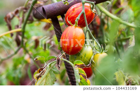 Red tomatoes with yellow hatching in the form of an Easter egg. A tomato variety that is not afraid of disease. 104433169