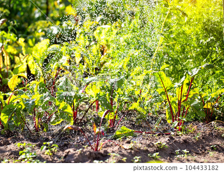 Watering and fertilizing beets with top dressing with water. Growing beets in the vegetable garden, sunny. Watering beets. Watering and fertilizing beets with top dressing with water. Growing beets in the vegetable garden, sunny. Watering beets. 104433182