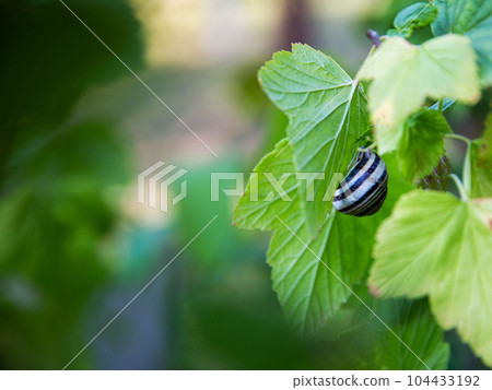 Grape snail on currant leaves in the garden. Copy space for text, gardening Grape snail on currant leaves in the garden. Copy space for text, gardening 104433192