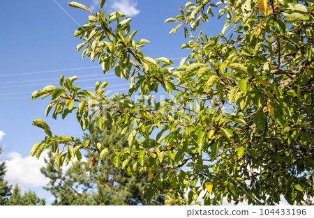 Yellowing and drying of the leaves on the plum tree, lack of moisture. Plant disease and aphids. Copy space for text Yellowing and drying of the leaves on the plum tree, lack of moisture. Plant disease and aphids. Copy space for text 104433196