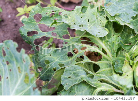Cabbage leaves in holes in the garden. Pests are a cabbage butterfly that lays eggs and caterpillars of pests appear that eat a cabbage leaf. 104433197