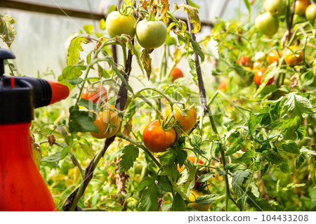 Spraying a tomato with a solution against diseases and phytophthora tomato. Solution of iodine and boric acid. Copy space for text Spraying a tomato with a solution against diseases and phytophthora tomato. Solution of iodine and boric acid. Copy space for text 104433208