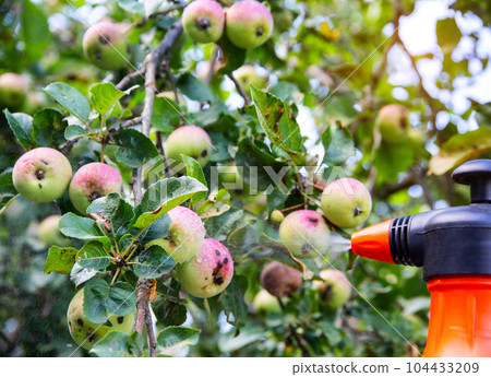 Spraying an apple tree with fruits from codling moth and aphids. Treatment of apple trees with copper sulphate and ammonia. Copy space for text Spraying an apple tree with fruits from codling moth and aphids. Treatment of apple trees with copper sulphate and ammonia. Copy space for text 104433209