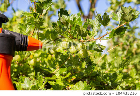 Spraying gooseberries from powdery mildew and pests in summer. Agriculture 104433210