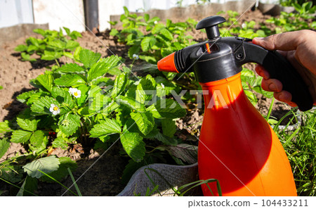 Spraying strawberries with boric acid and iodine during flowering for the ovary and getting rid of diseases and pests. Spraying strawberries with boric acid and iodine during flowering for the ovary and getting rid of diseases and pests. 104433211