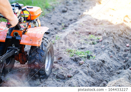A summer resident plows a garden with potatoes with a walk-behind tractor in the fall during the harvest. Copy space for text A summer resident plows a garden with potatoes with a walk-behind tractor in the fall during the harvest. Copy space for text 104433227